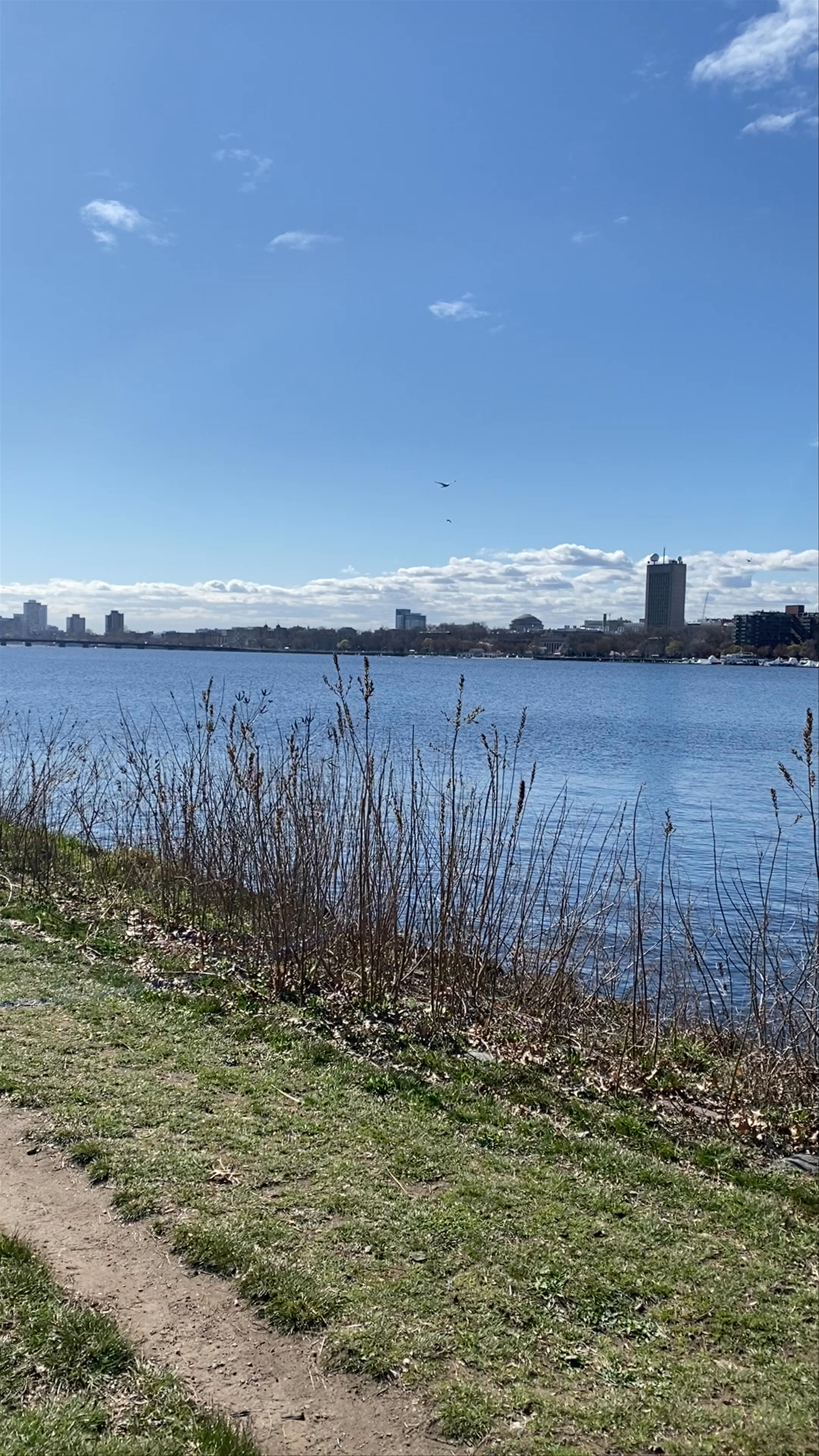 Springtime Serene Walk Along the Charles River Esplanade, Boston