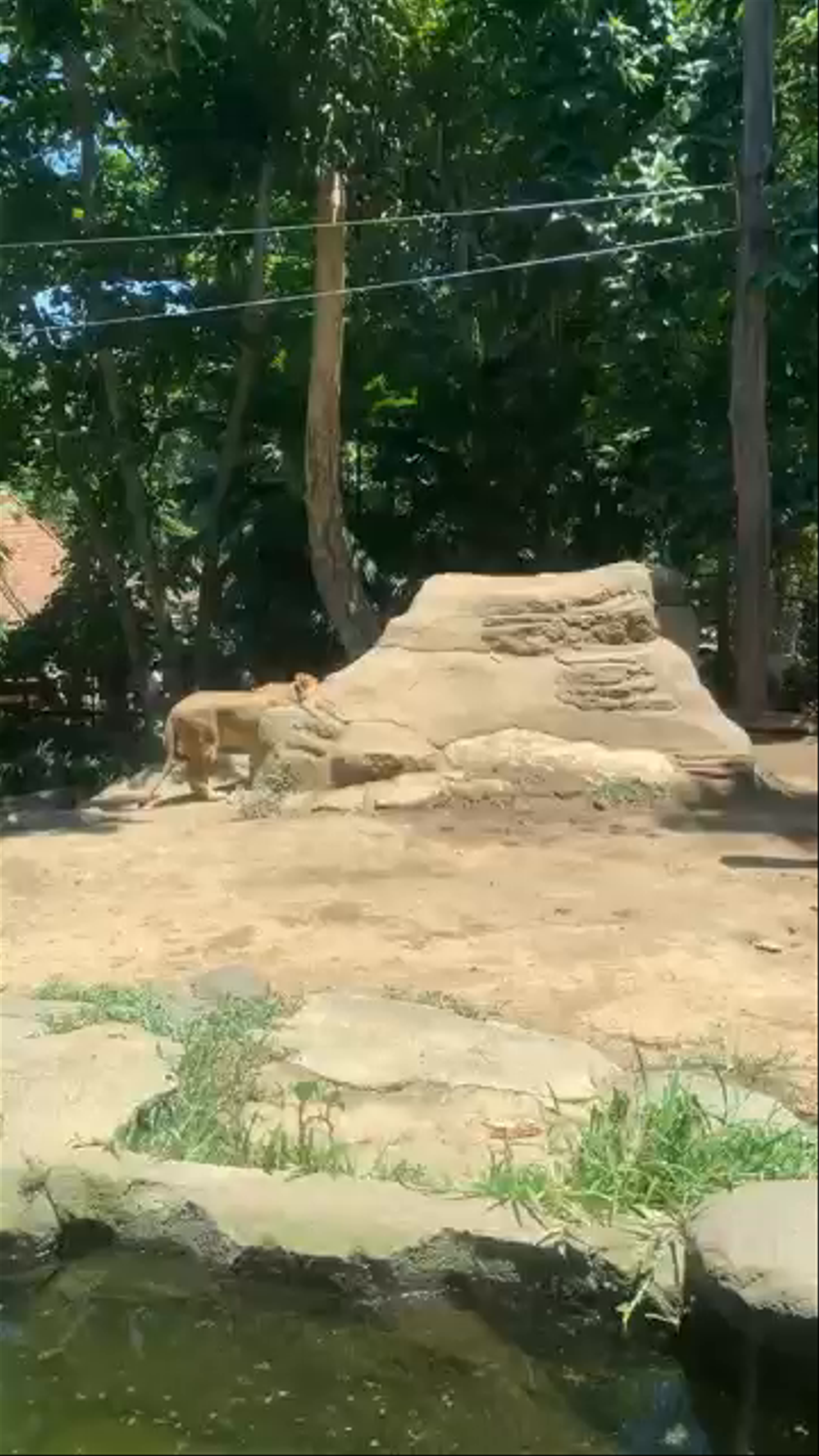 Bali Zoo Adventure: Up Close with Majestic Wildlife in Singapadu