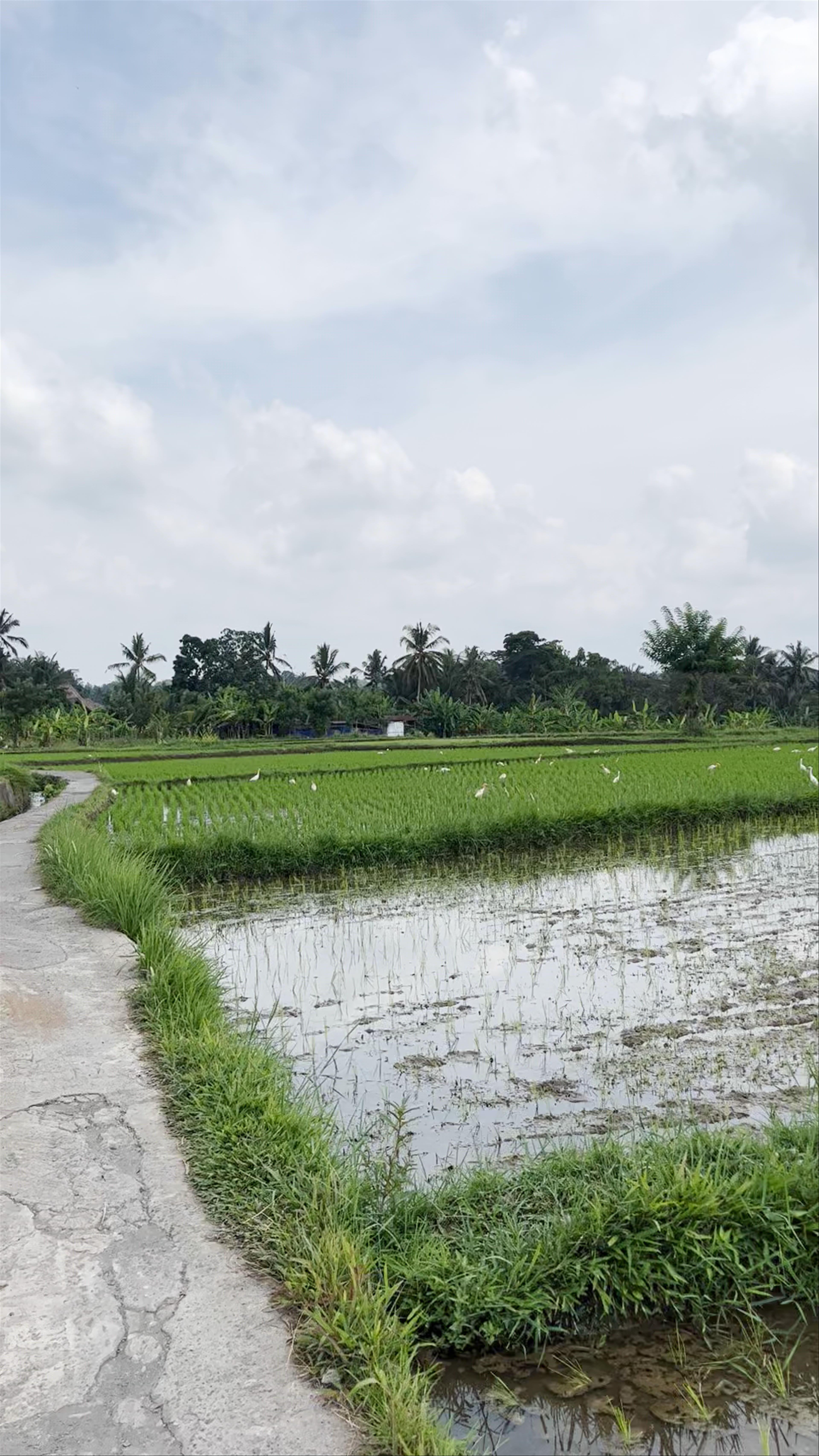 Rice Fields Walk