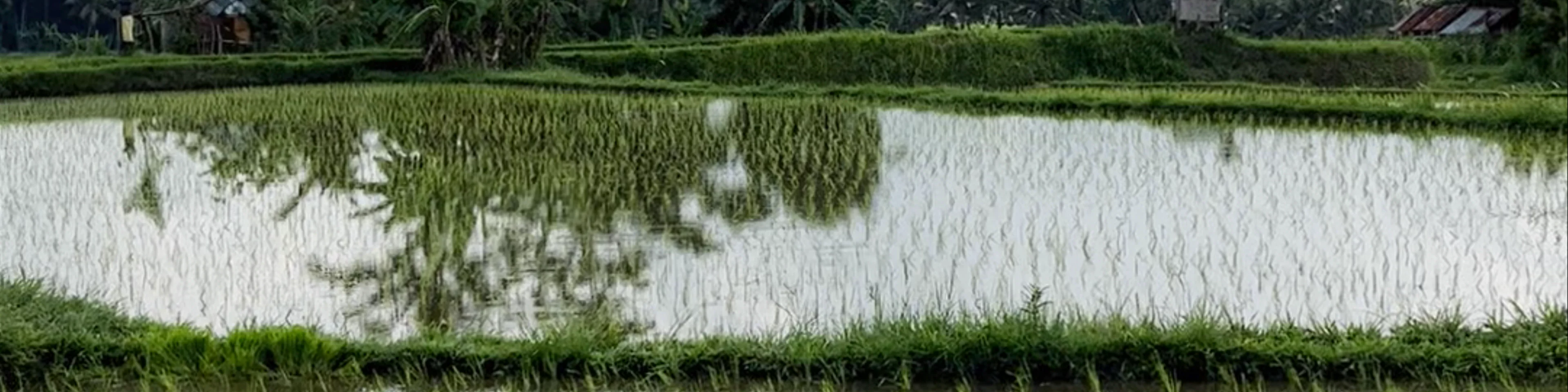 Rice Fields Walk