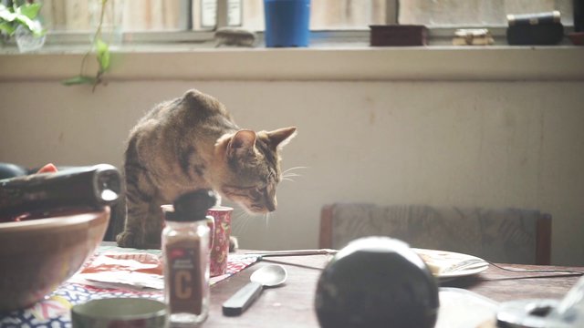 Cat standing on a table