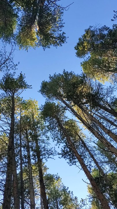 Father Dyer - Campgrounds Near Me