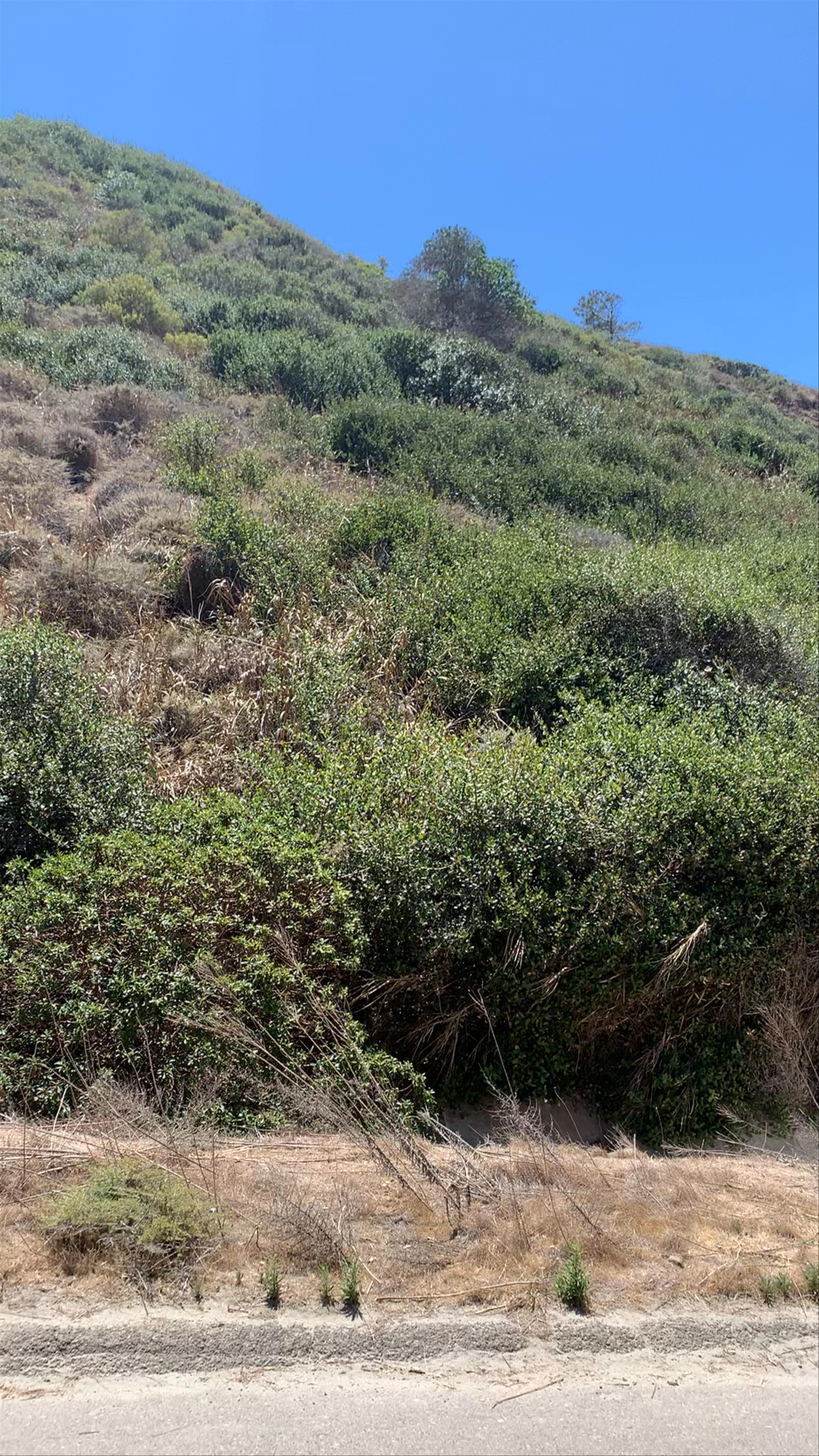 La Jolla Shores Beach