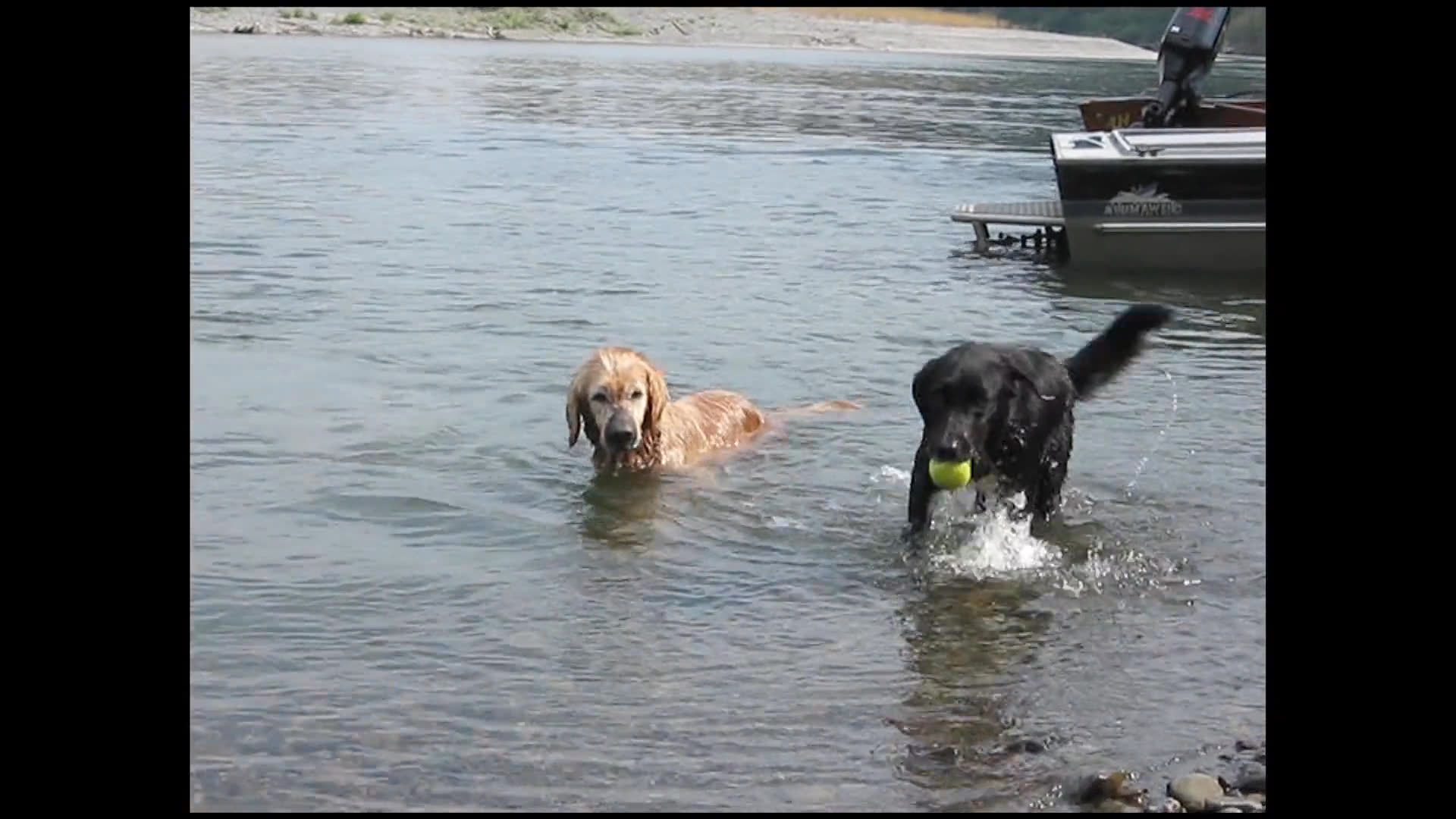 Two dogs, a golden retriever and a black Labrador, engage in a game of fetch while swimming in a river near a boat and rocky shoreline.