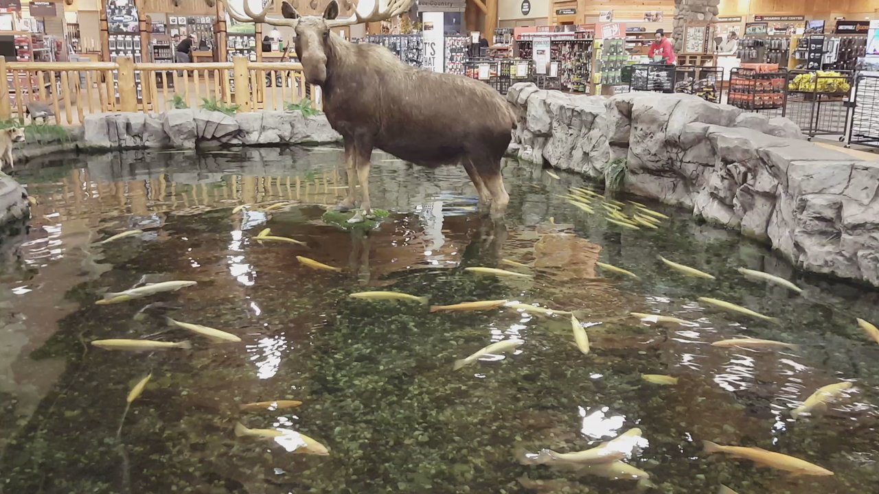 Cabela's - Bullwinkle??? - Outdoor Gear Near Me - Hamburg, Pennsylvania