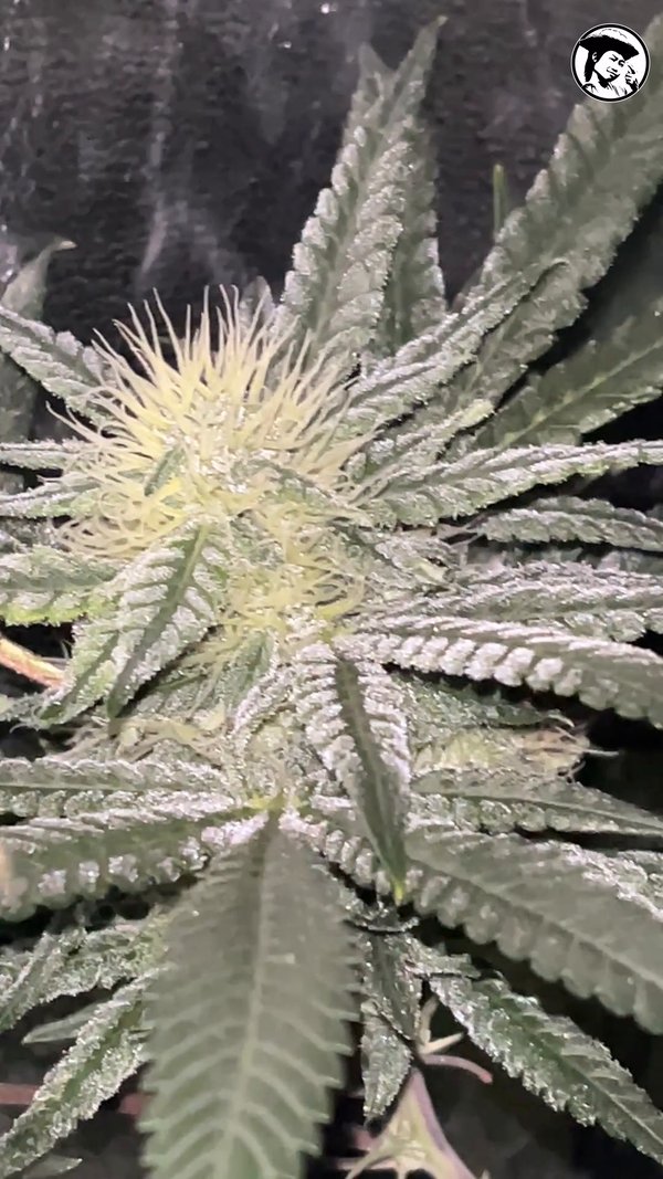 Afghan Freak Buds
