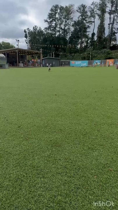 Fetch Park - Junior running in the park - Dog Parks Near Me - Alpharetta, Georgia
