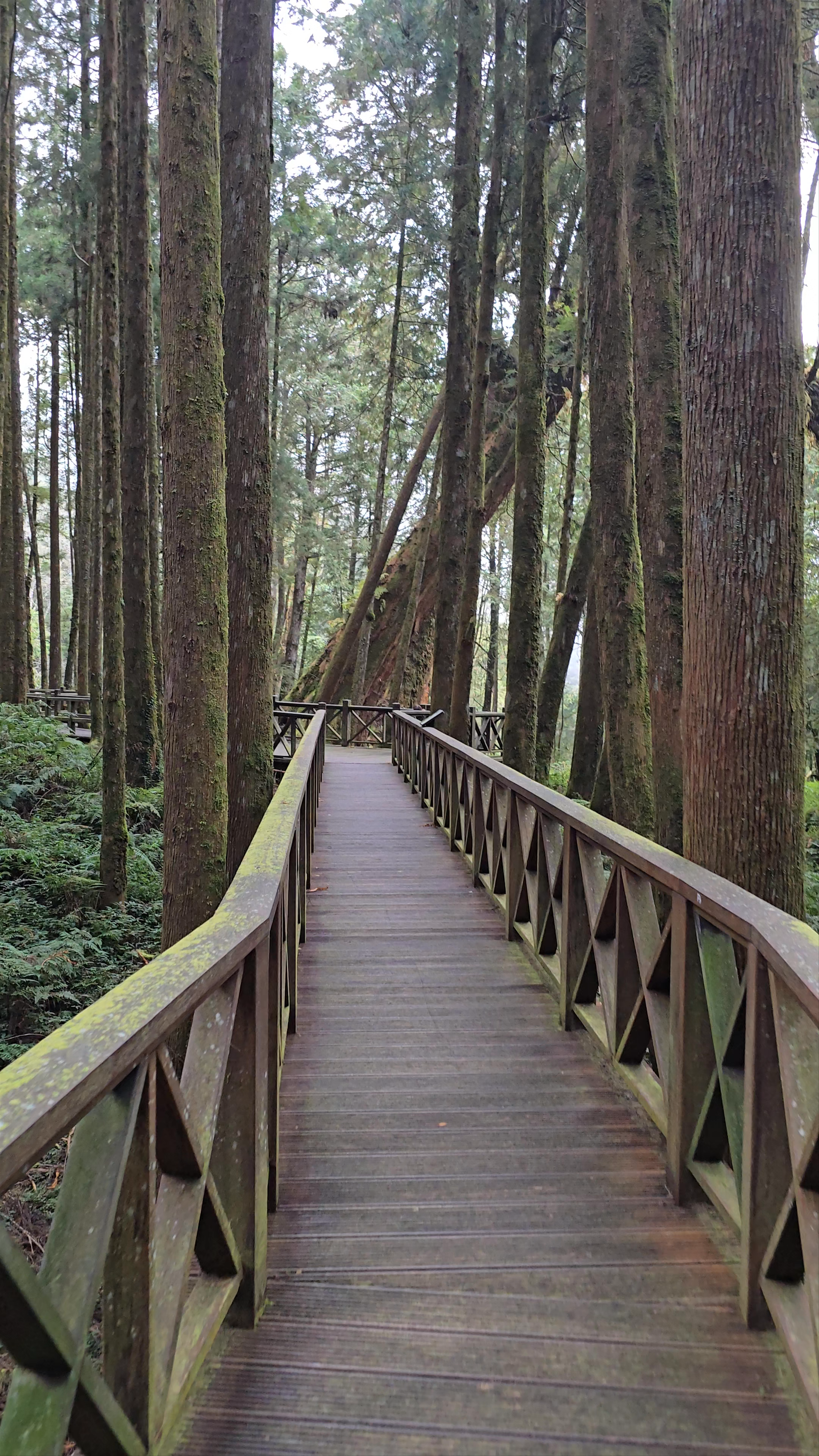 Enchanted Forest Walk in Alishan National Forest Recreation Area, Taiwan
