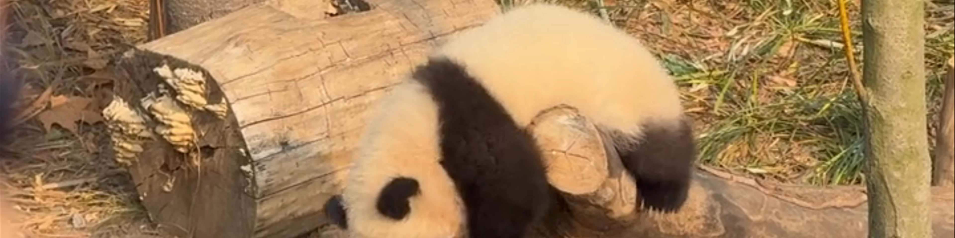 Jinan Zoological Park