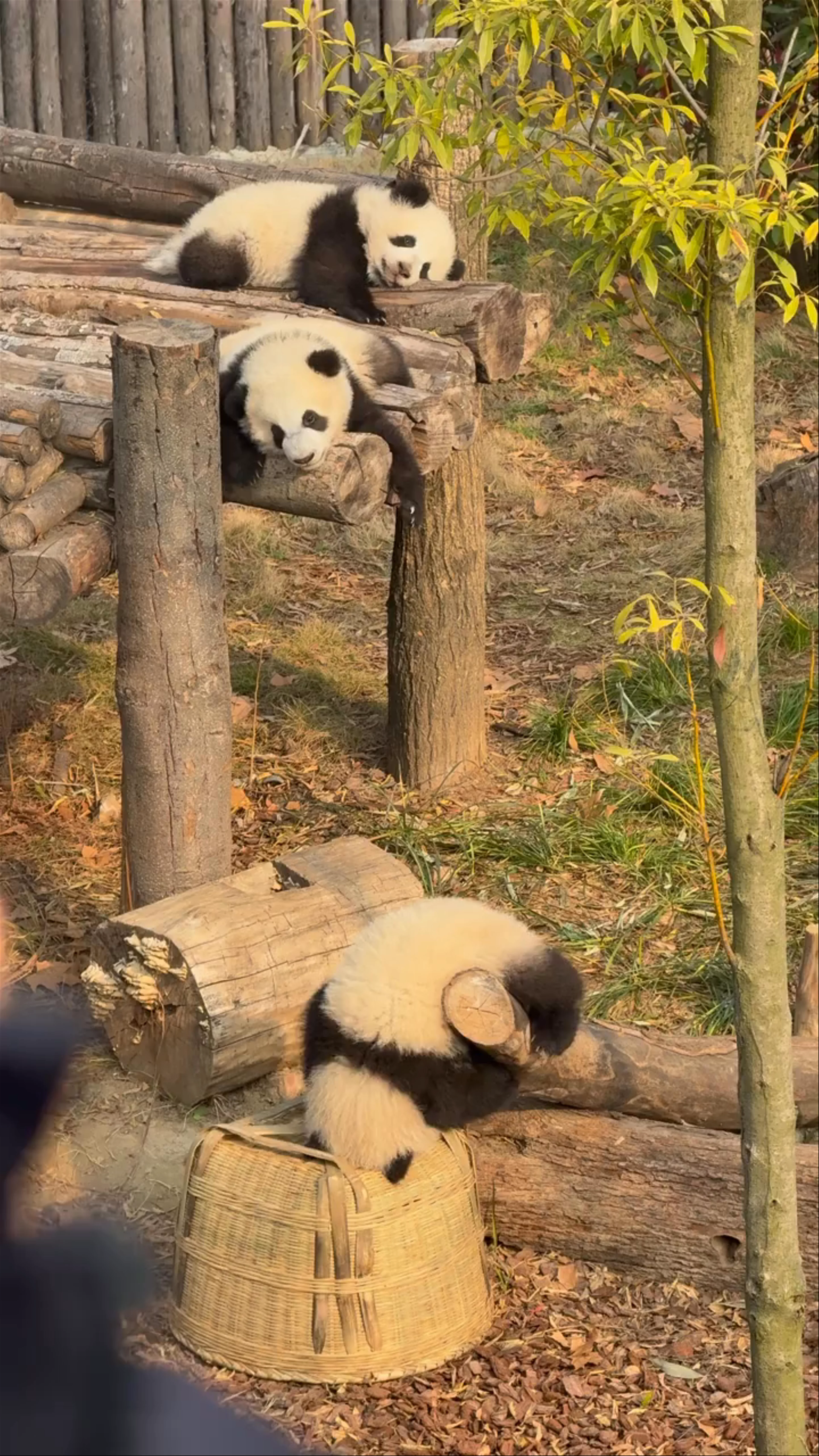 Jinan Wildlife Park