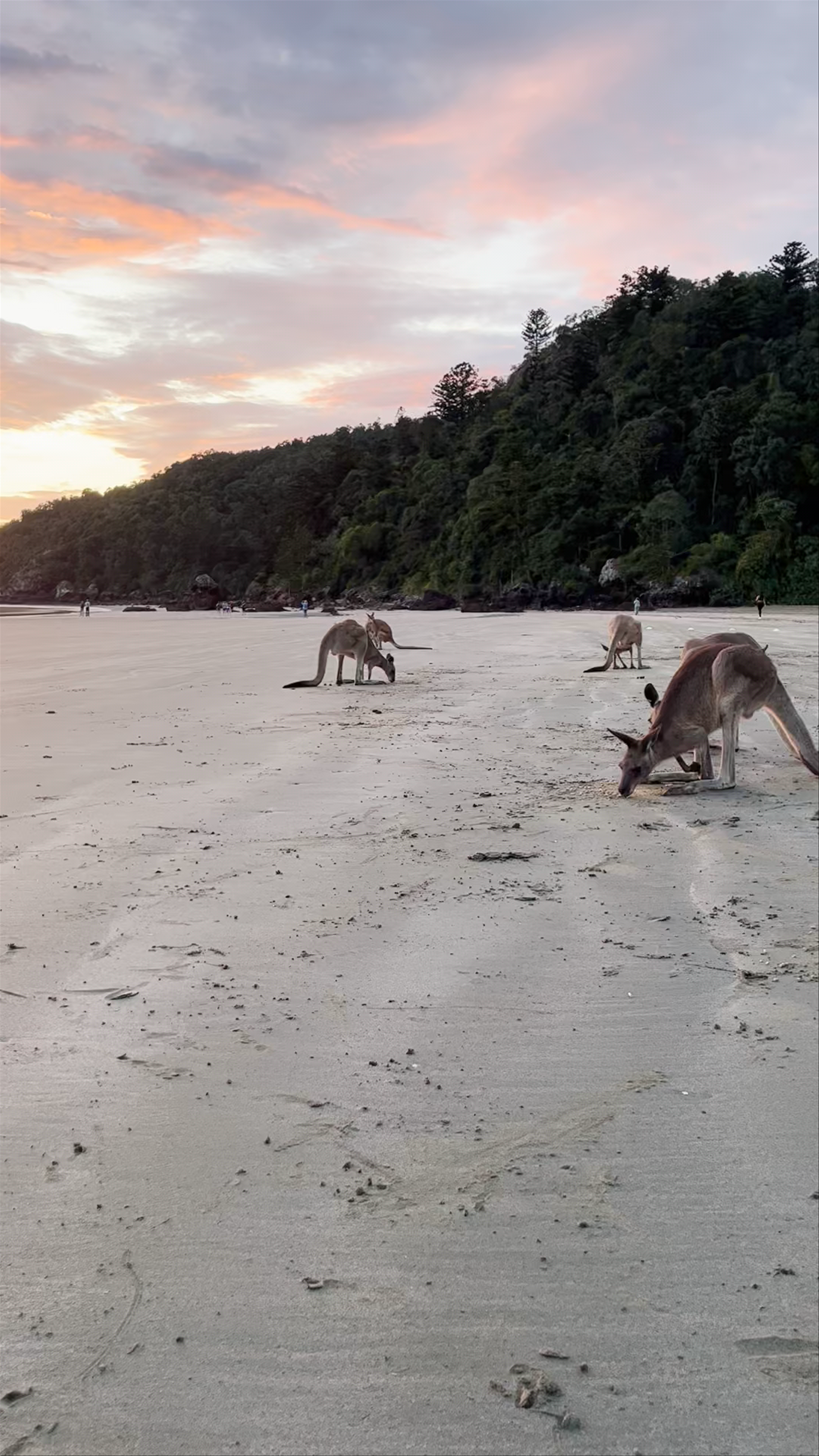 Cape Hillsborough National Park