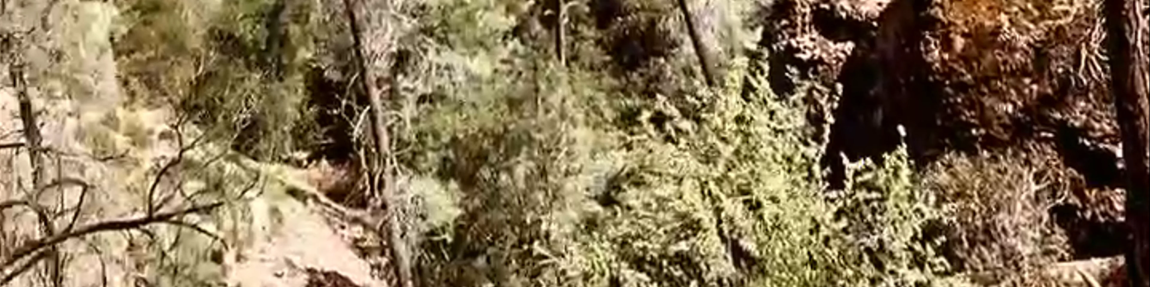 Pinnacles National Park