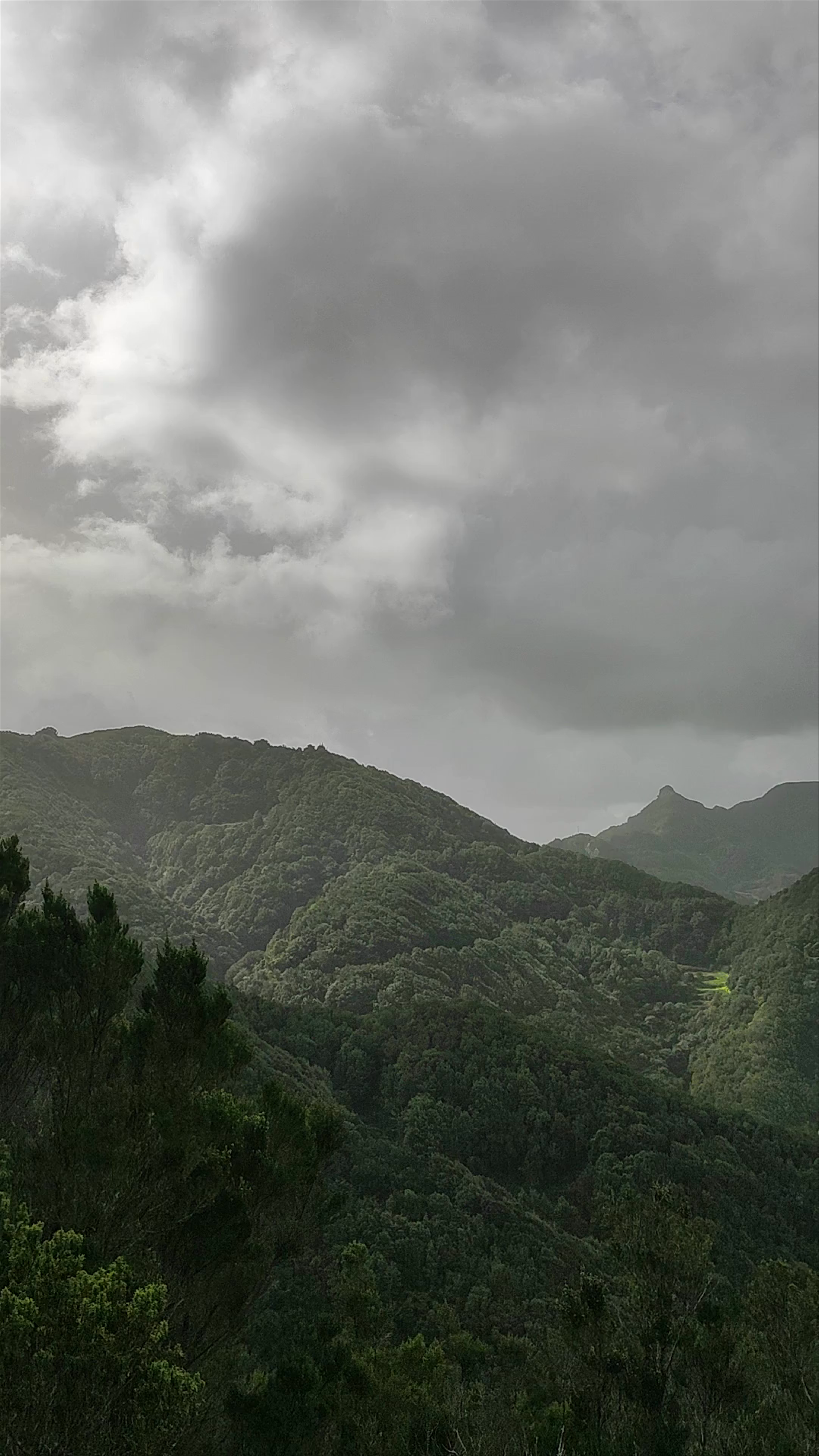 Discovering Parque Rural de Anaga: A Mystical Forest Escape in Tenerife