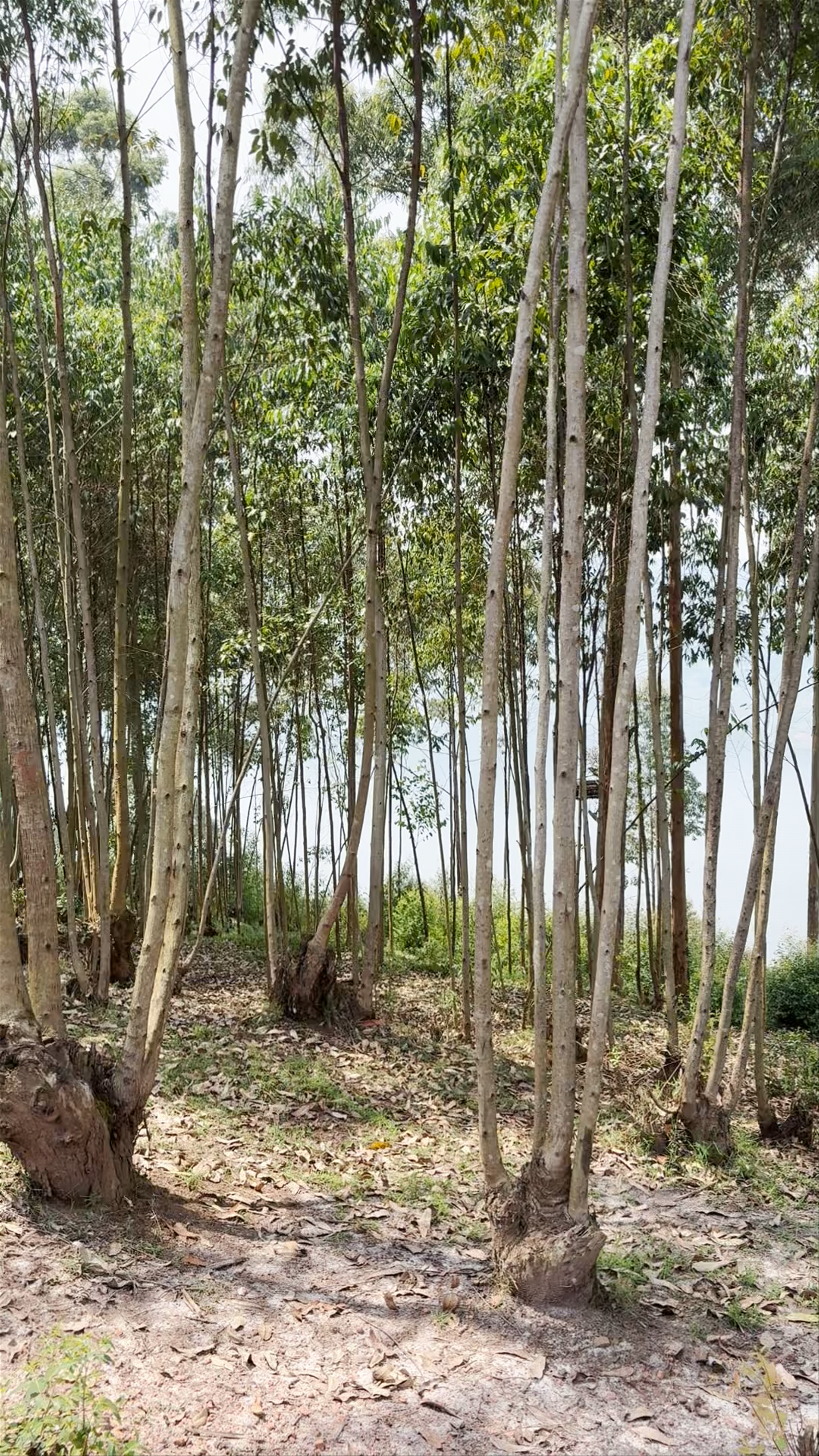 Lake Bunyonyi