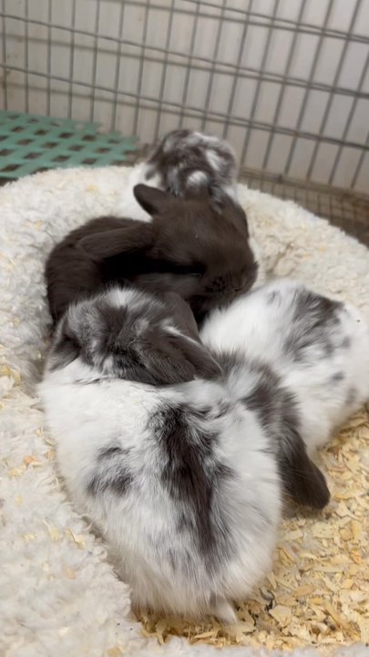 Hollywood Rabbits - This litter is absolutely gorgeous I can't wait to pick them up ! - Pet Breeders Near Me - Riverside, California