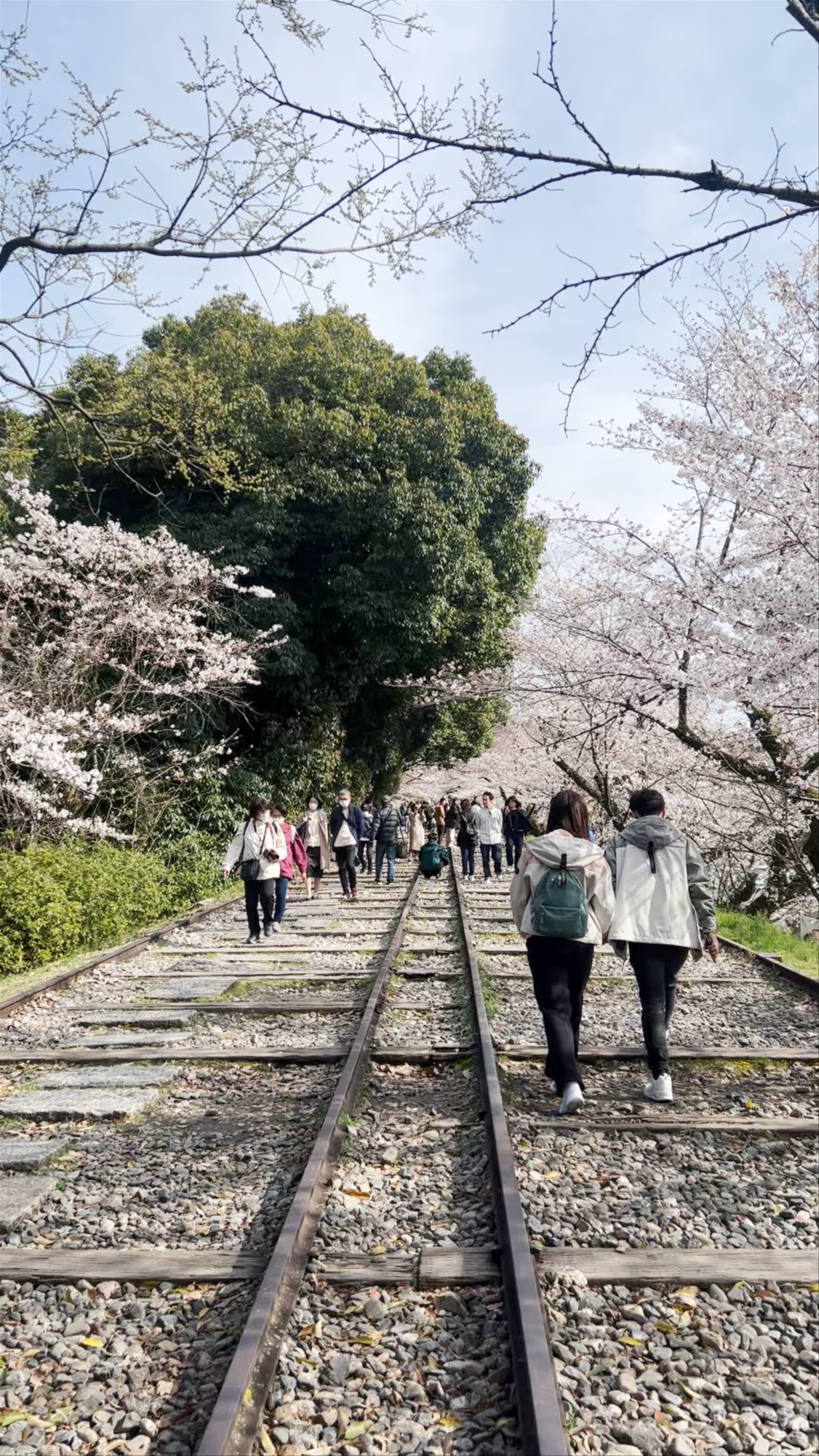 Keage Incline Cherry Blossom Walk in Kyoto