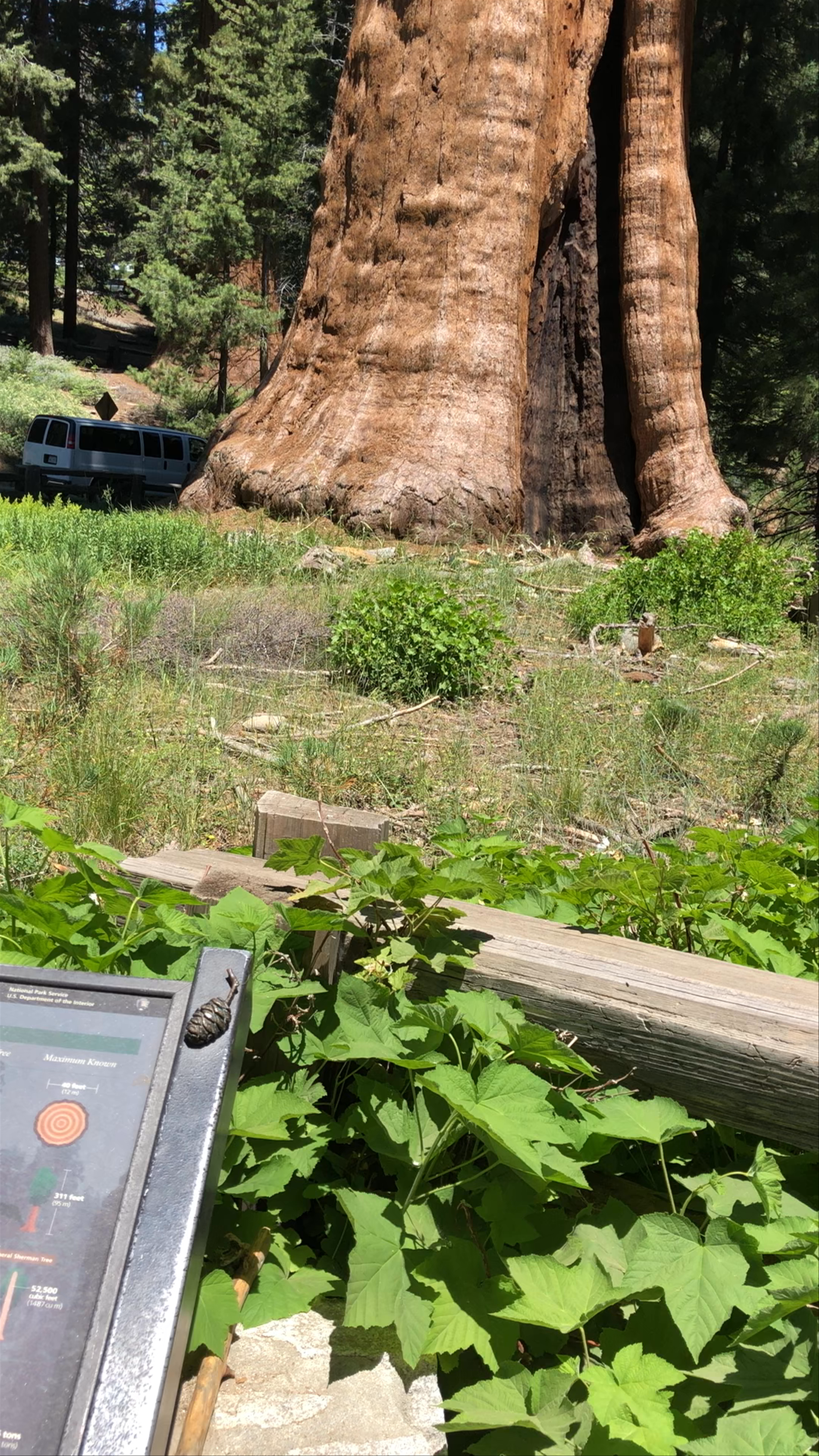 Sequoia National Park 