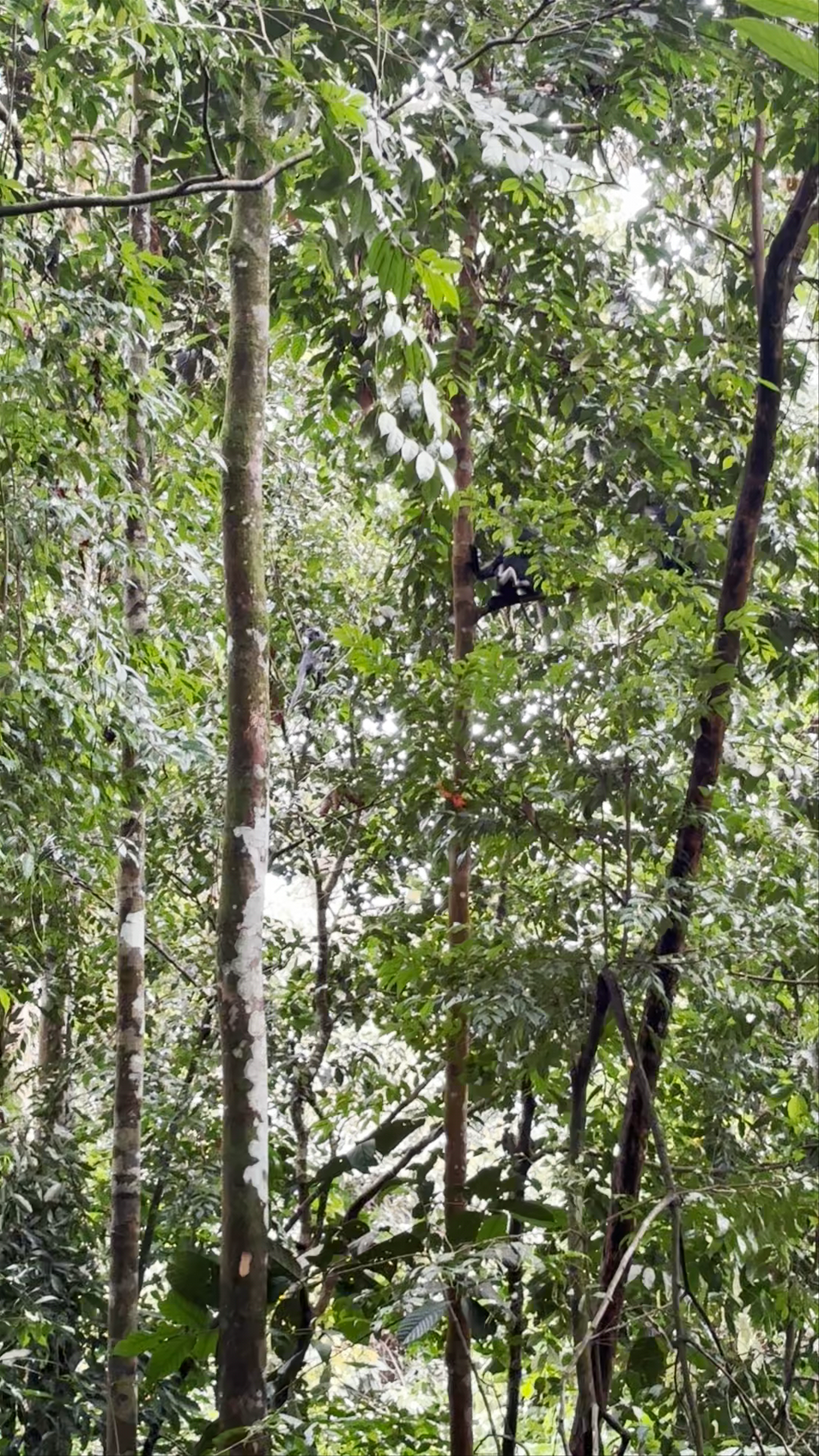 Bukit Lawang Wisata Alam