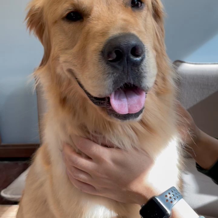 Integrative Veterinary Care - Kyler getting acupuncture - Veterinarians Near Me - Oceanside, California