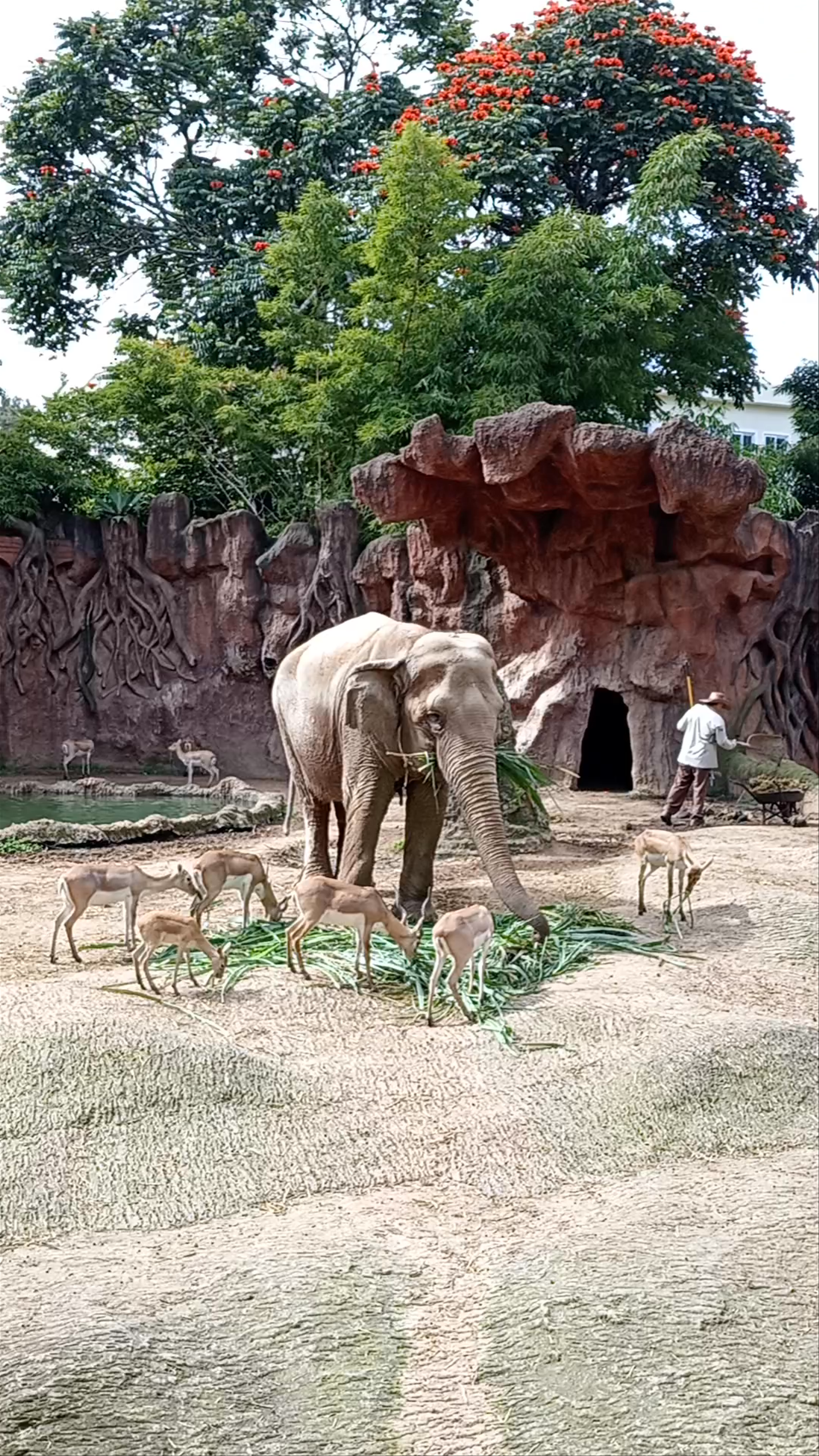 Zoológico La Aurora: Wildlife and Serenity in Guatemala City