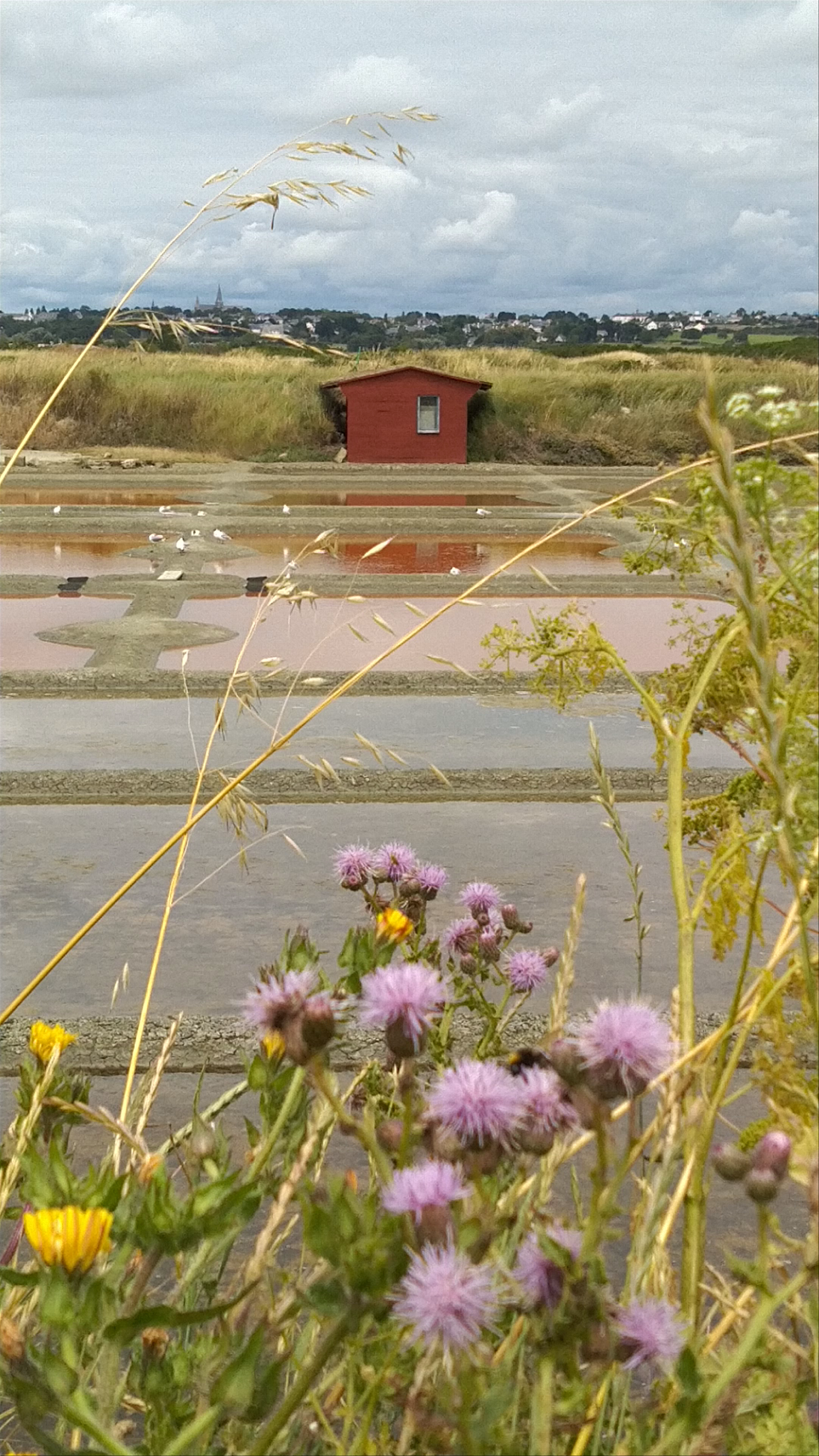 Salt marshes of Guérande