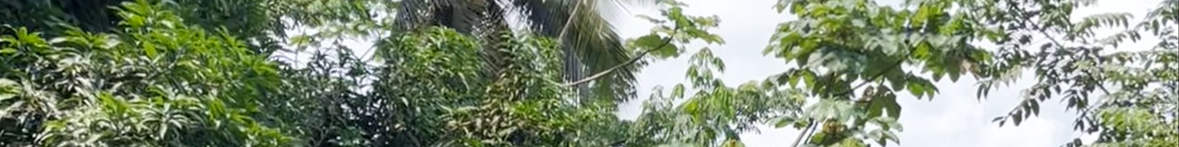 Tours & experiences in Água Izé