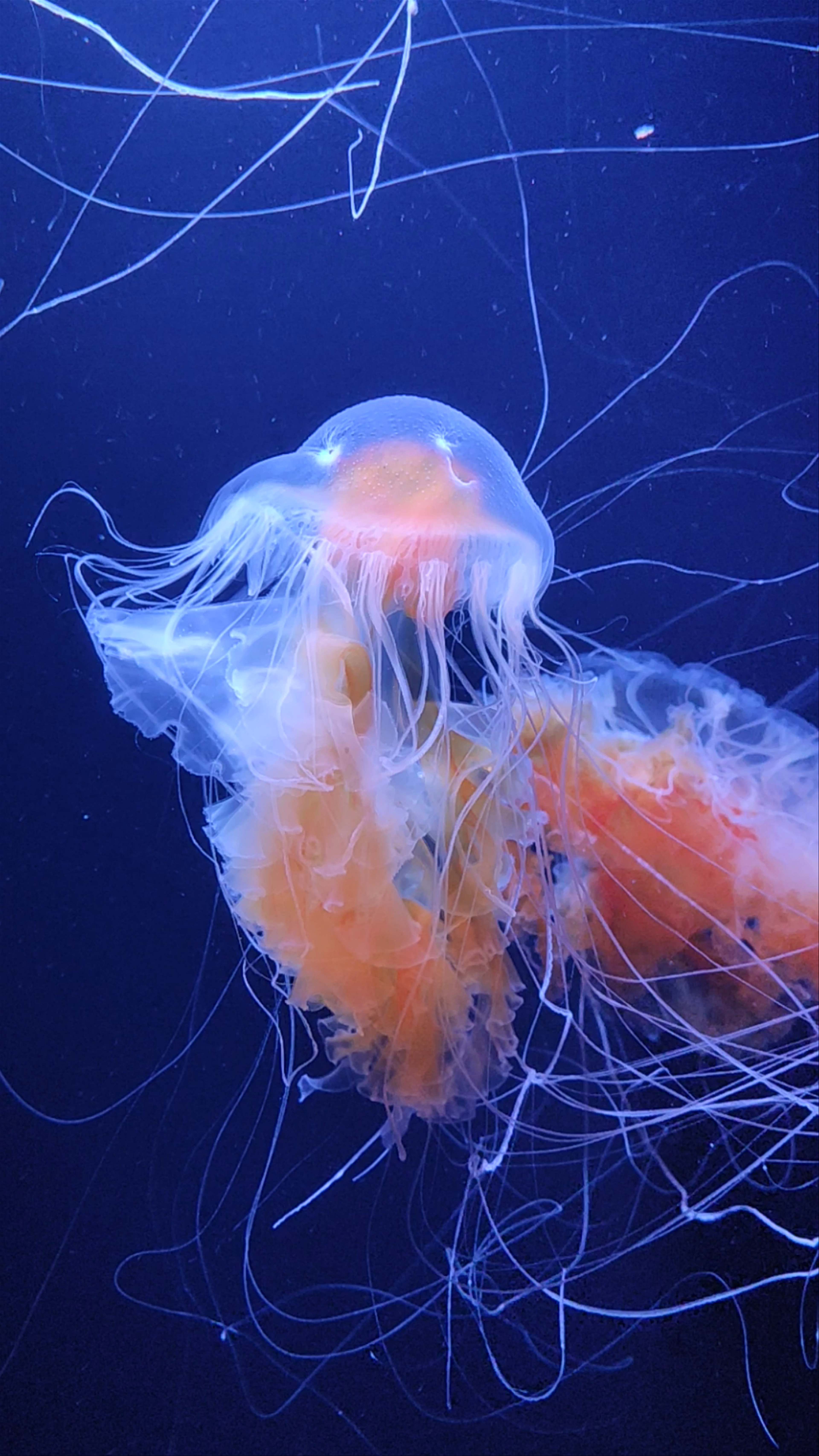 Mesmerizing Jellyfish at Poema del Mar Aquarium, Tenerife