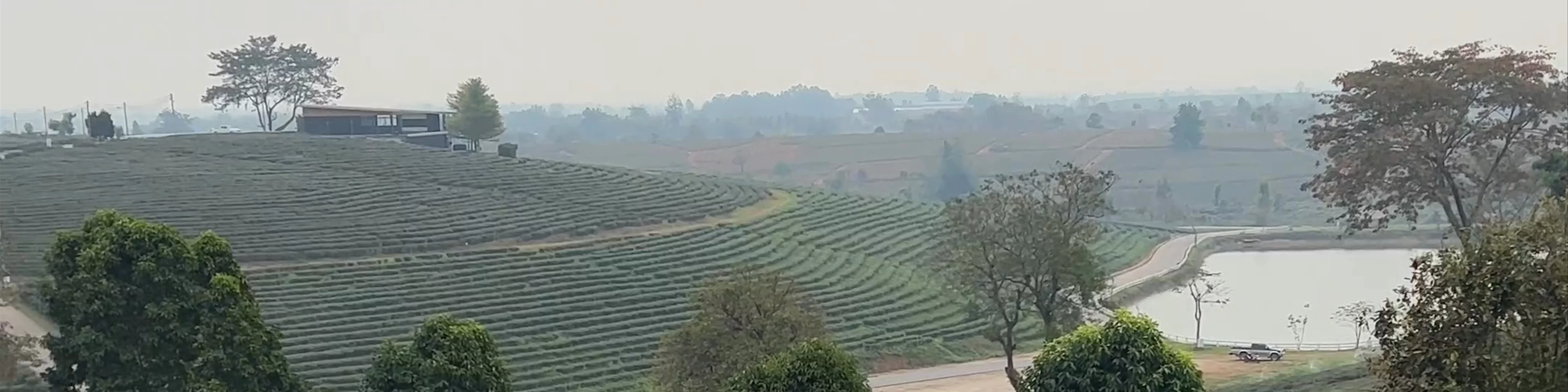 Choui Fong Tea