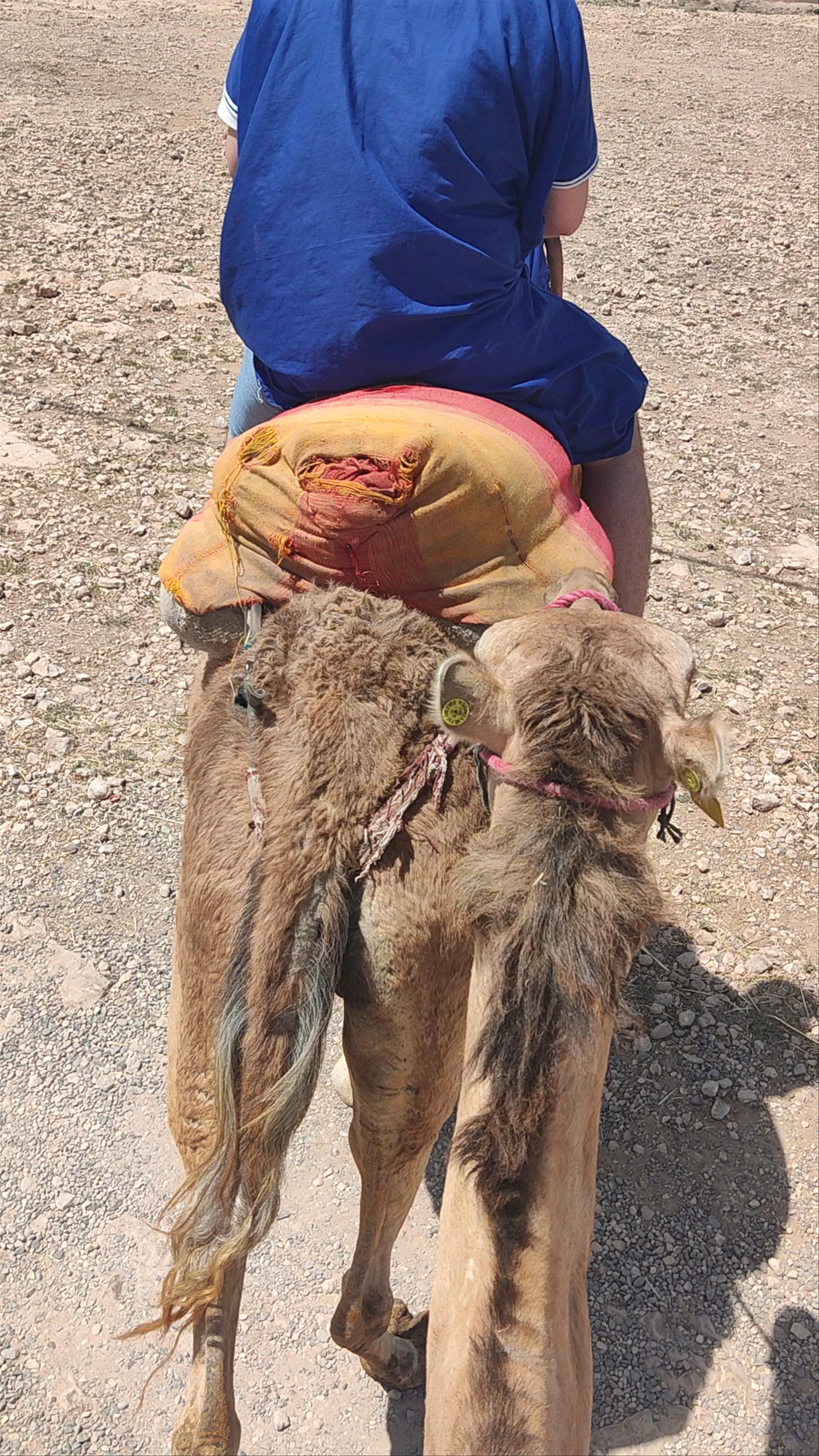 Quad biking in agafay desert