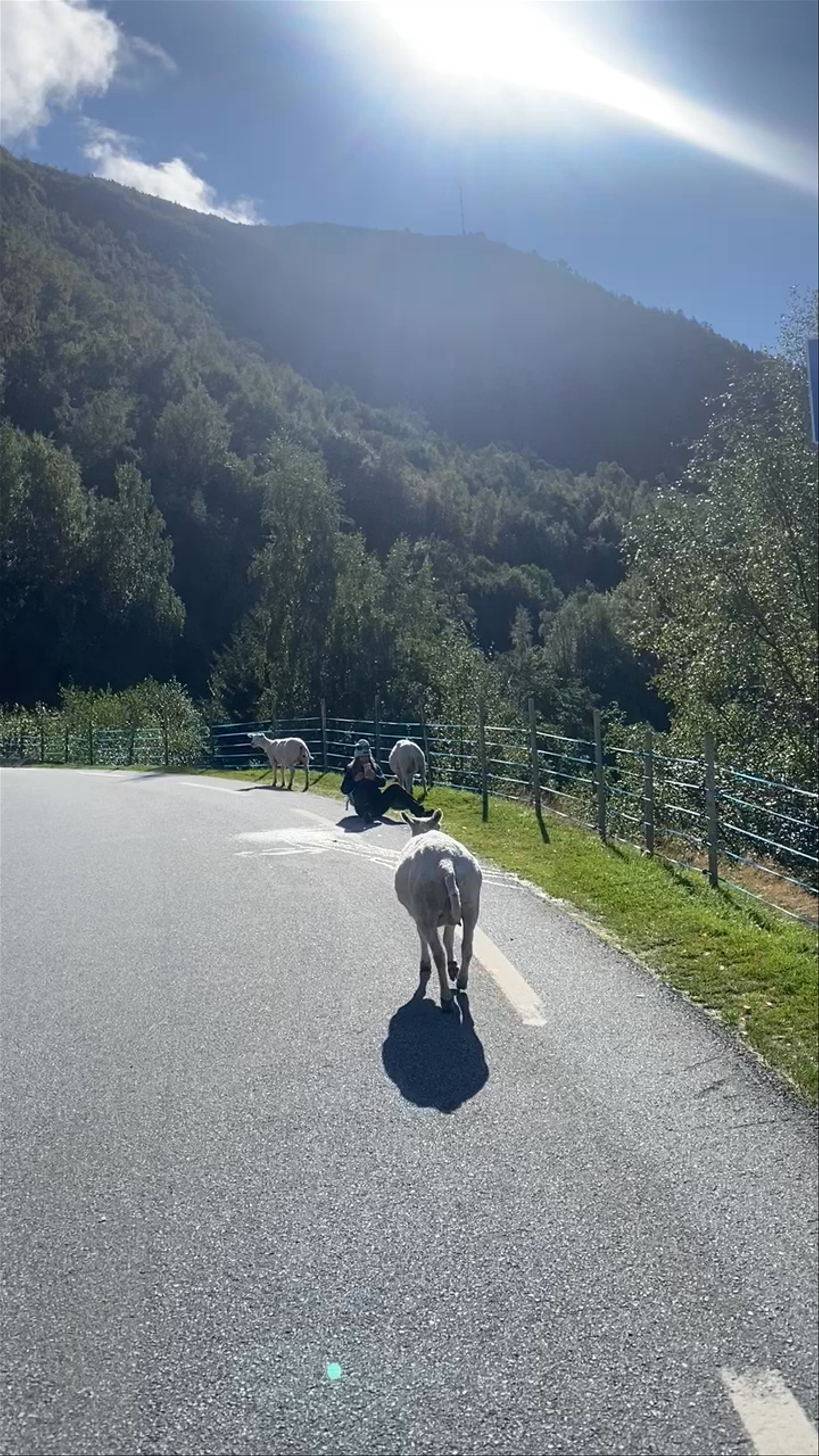 Aurlandsfjord Nature Encounter: Serene Roadside with Curious Sheep