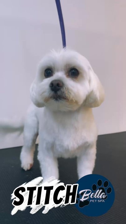 Bella Pet Spa - Pet Groomers Near Me - Honolulu, Hawaii