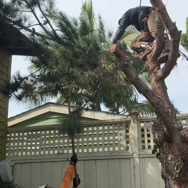 Arroyo Tree Service - Respectful of Property -on time- GREAT WORK! - Tree Services Near Me - Vista, California