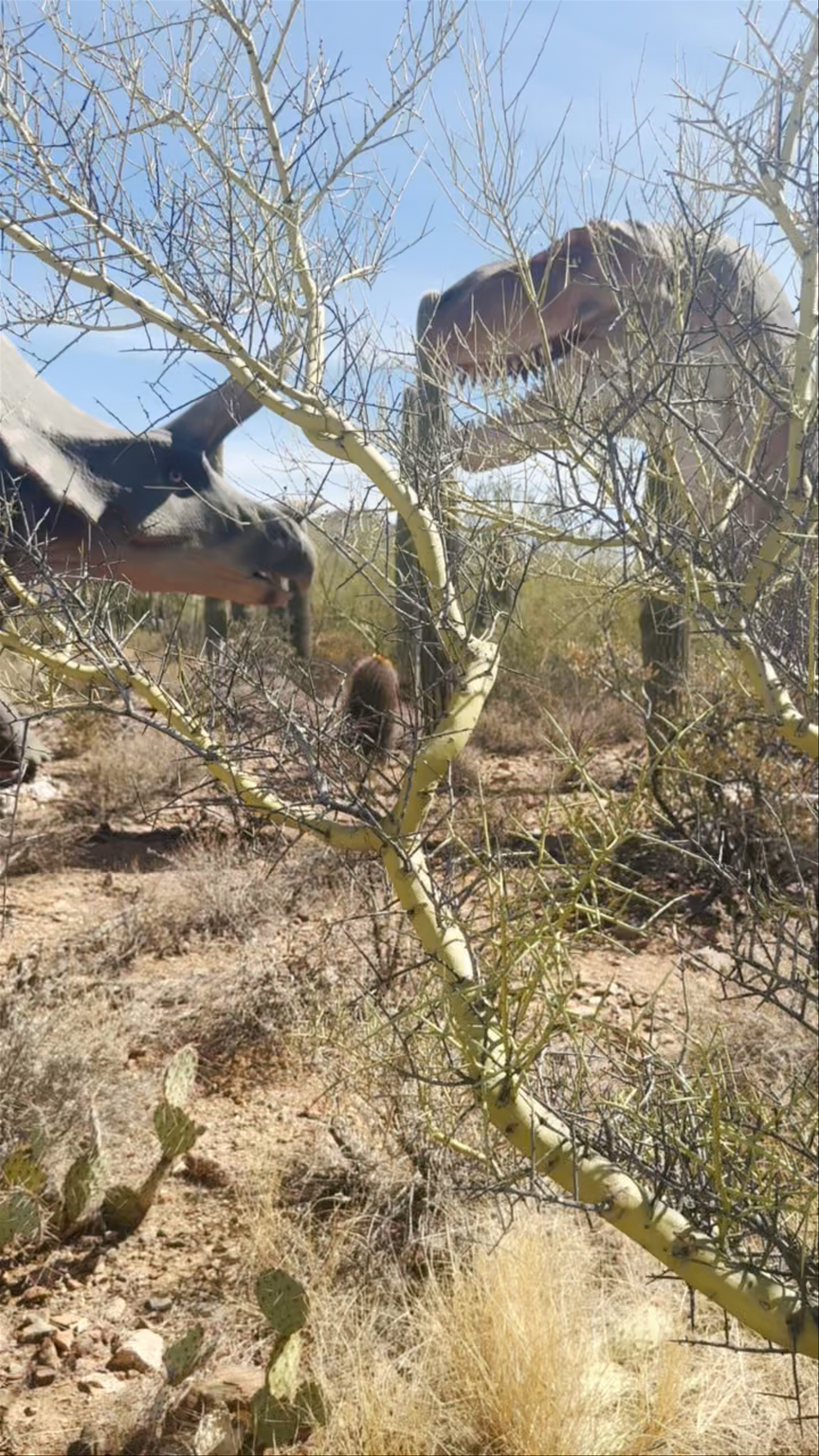 Arizona-Sonora Desert Museum