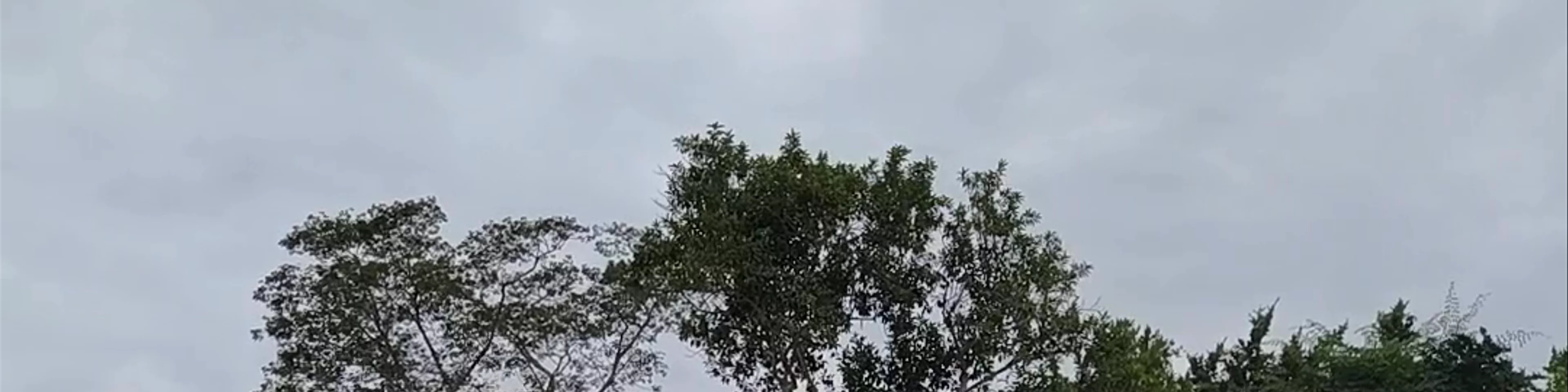 Tikal peten