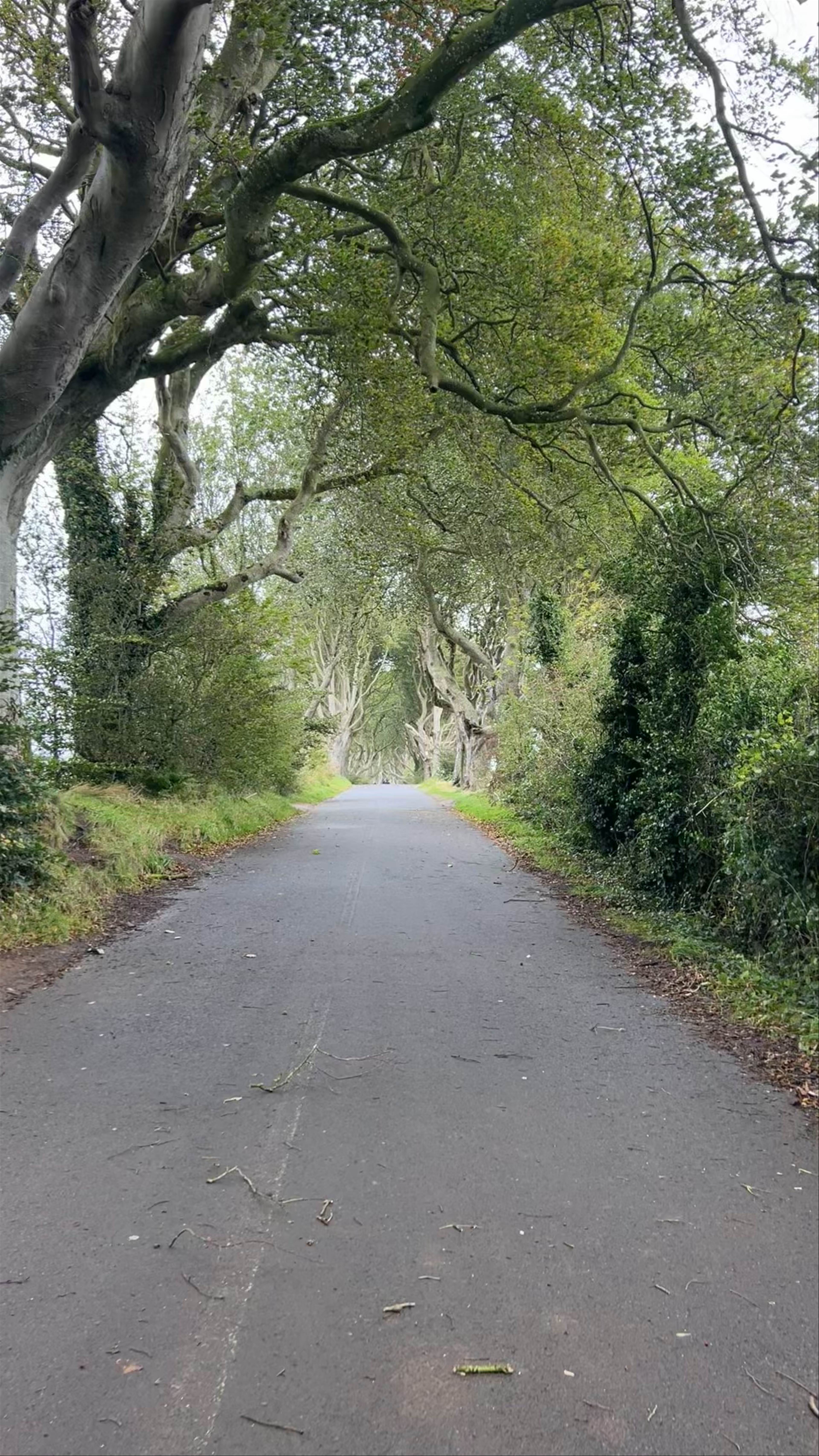 The Dark Hedges: Mystical Tree Tunnel in Northern Ireland