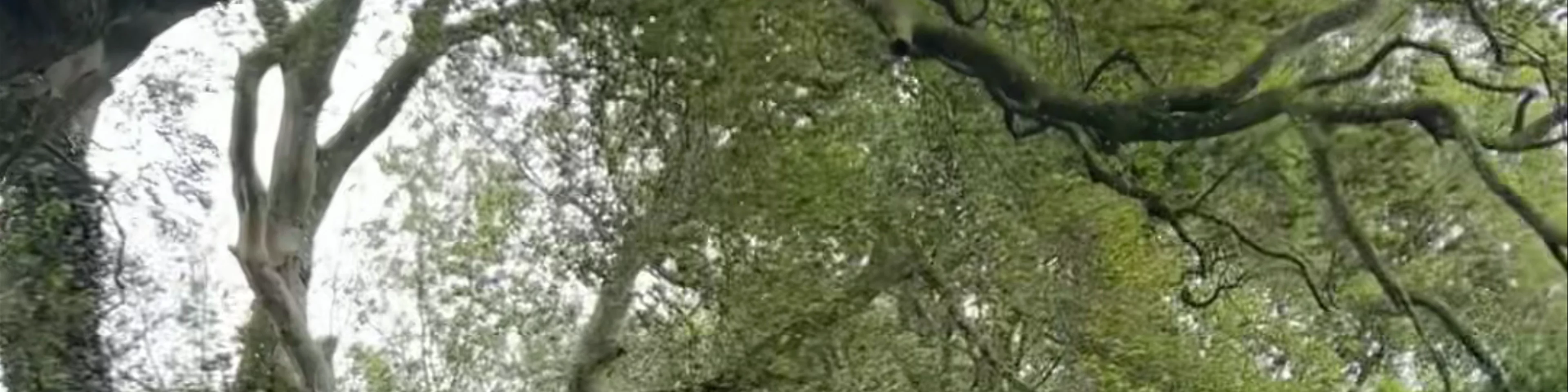 The Dark Hedges