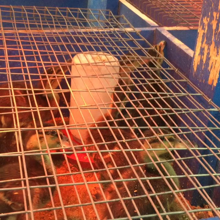 Olsen's Grain - These guys are trying to make a break for it! - Pet Stores Near Me - Flagstaff, Arizona
