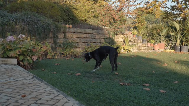 Perro negro en el jardín