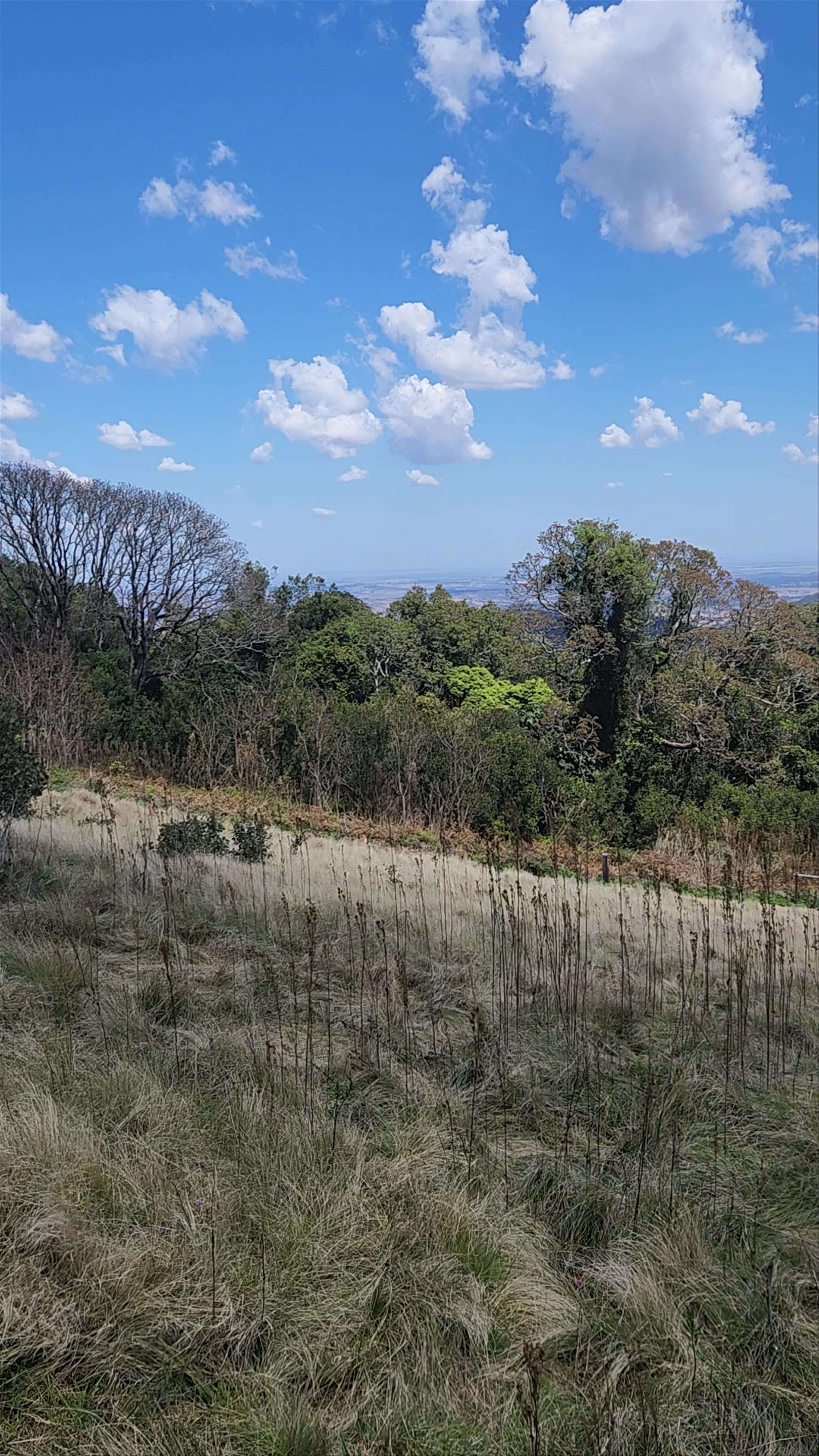 Bunya Mountains National Park