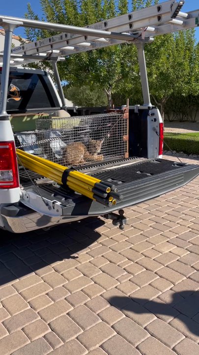 Fox Wildlife Services - Bobcat! - Wildlife Control Near Me