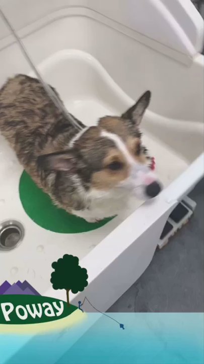 Pure Grooming - Self wash for Molli and Kovu(: - Pet Groomers Near Me - Poway, California