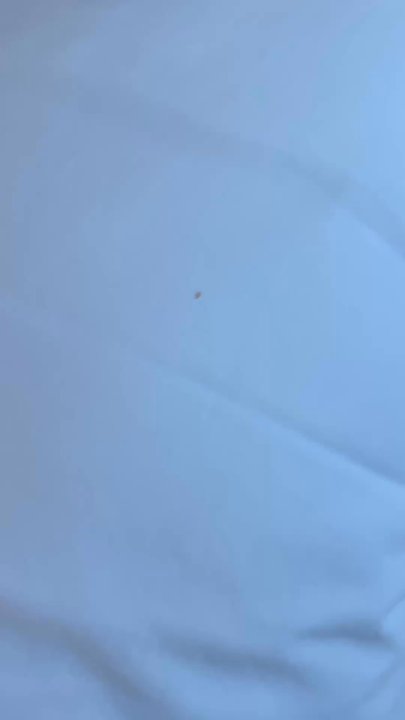 Mariner Inn & Suites - Disgusting bugs - Hotels Near Me - Kill Devil Hills, North Carolina