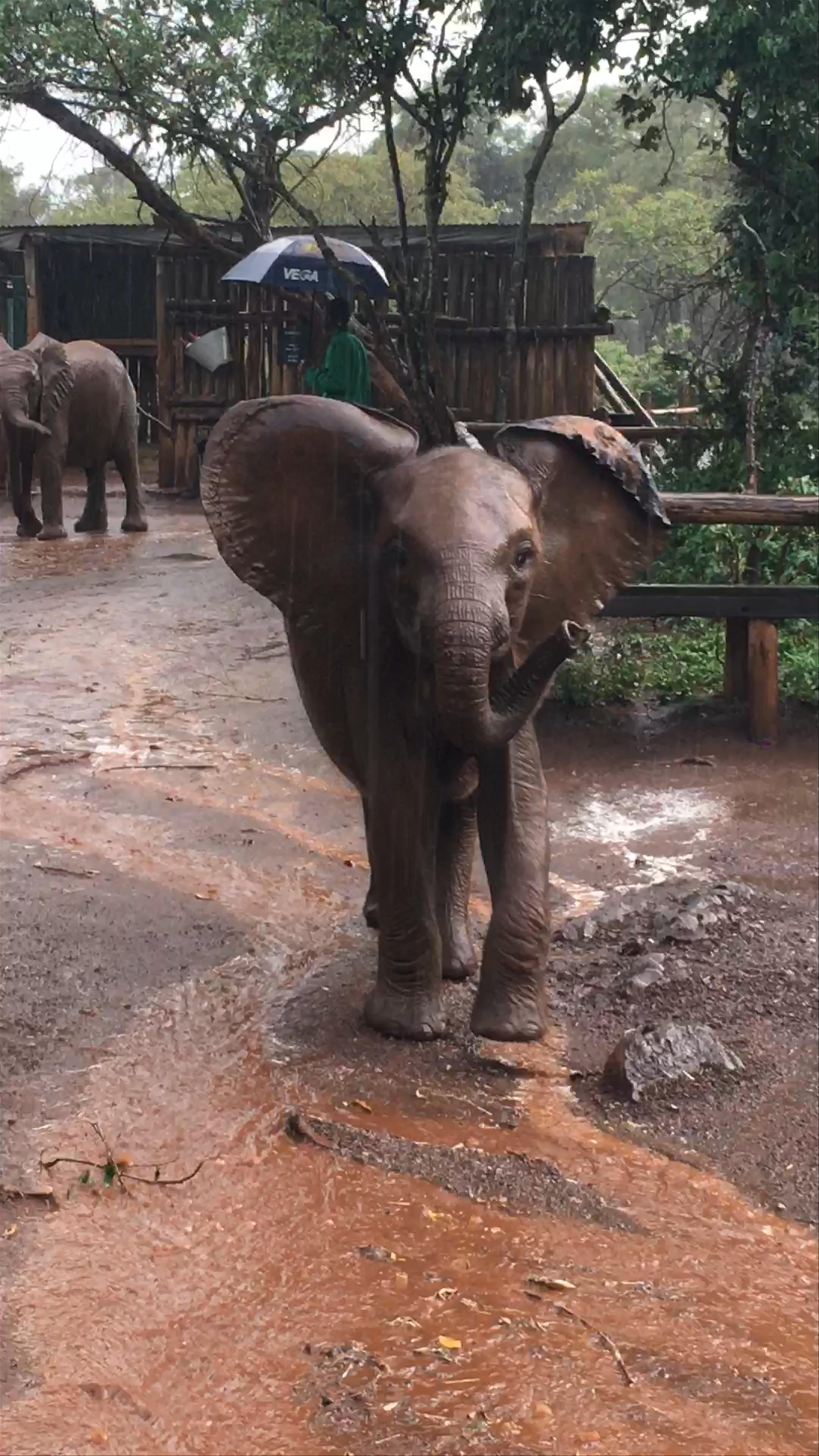 Sheldrick Wildlife Trust