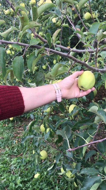Ochs Orchard - Fruits & Veggies Near Me - Warwick, New York