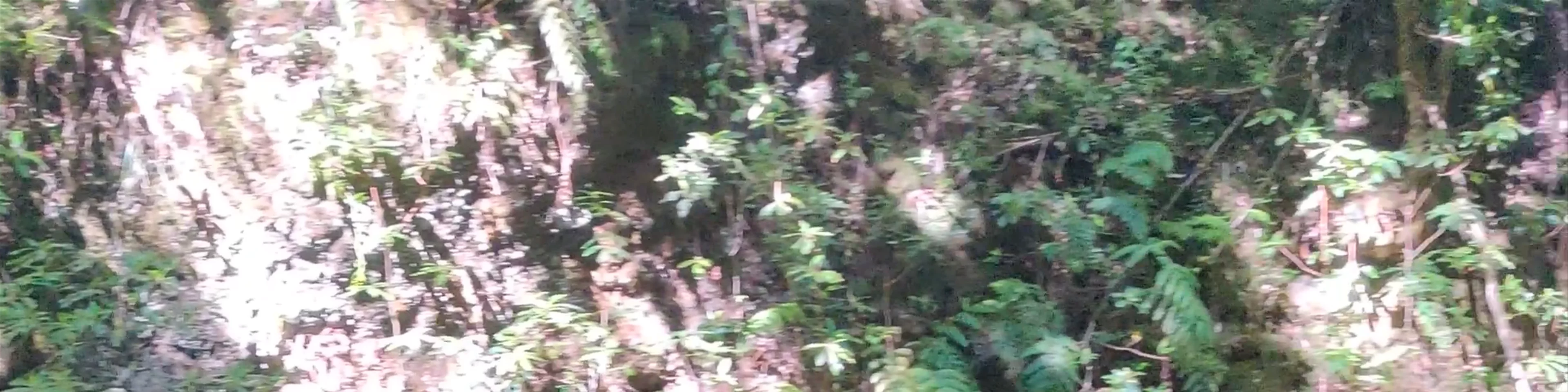 PR18 Levada do Rei