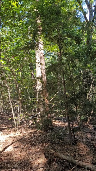 Belden Forest - Old trees everywhere - Hiking Near Me - Simsbury, Connecticut