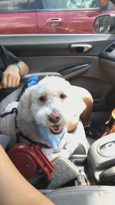Norma PetCare - Leo all freshly groomed and smiling - Pet Groomers Near Me - Houston, Texas