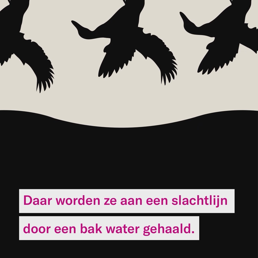 Eenden