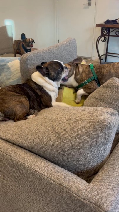 Royal Frenchel - Pet Breeders Near Me - Rainier, Washington