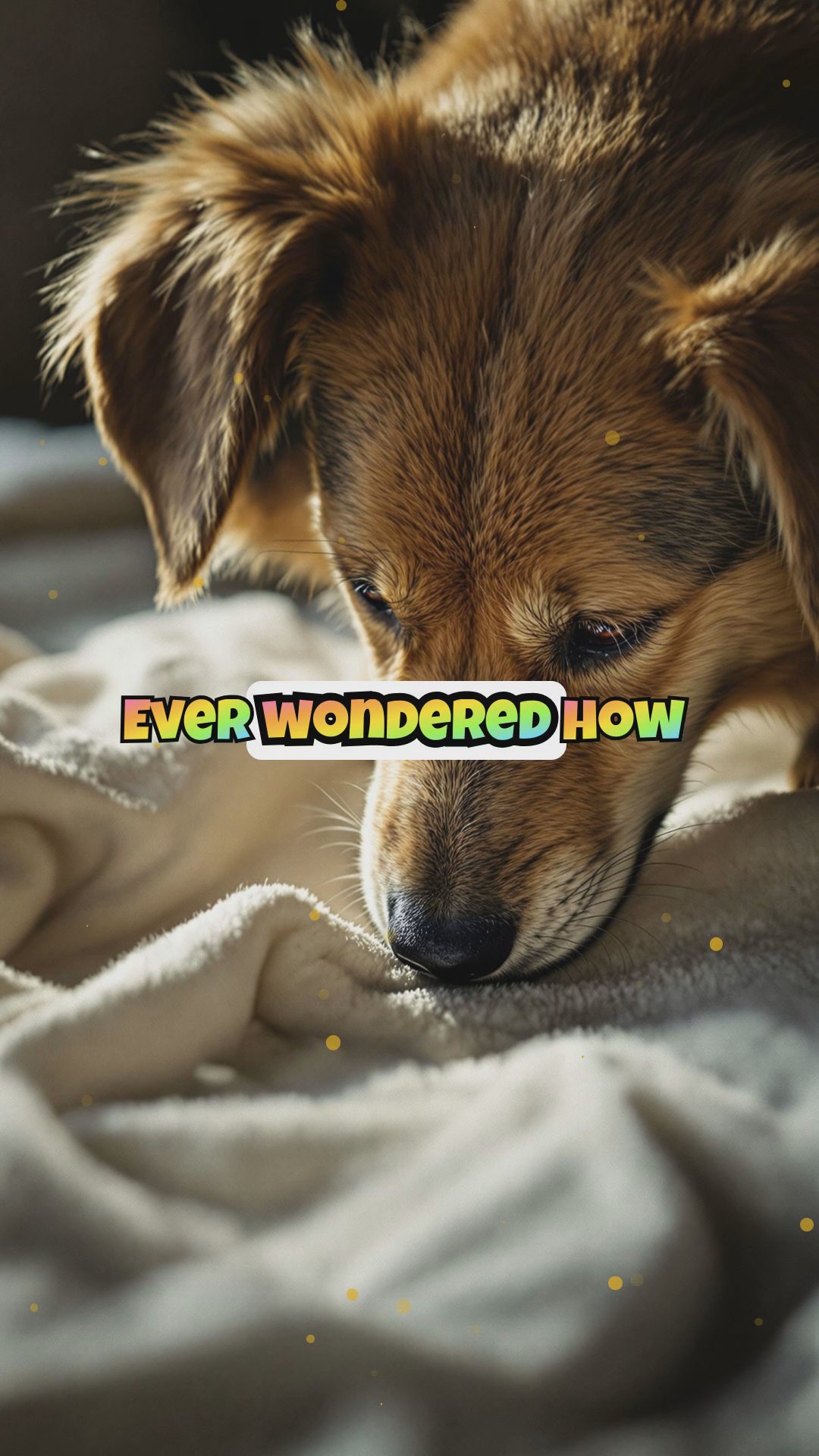 How to Introduce an Adult Dog to a New Cat for Peaceful Coexistence